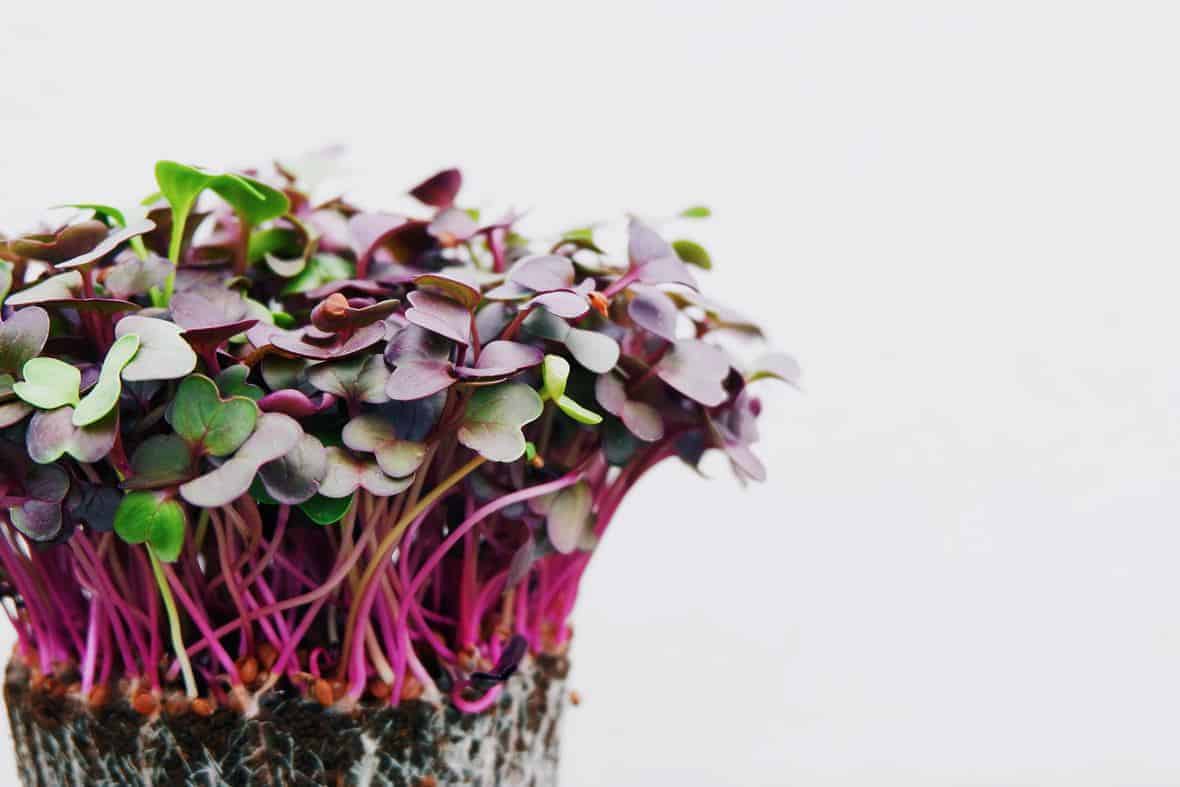 Rising Roots Microgreens