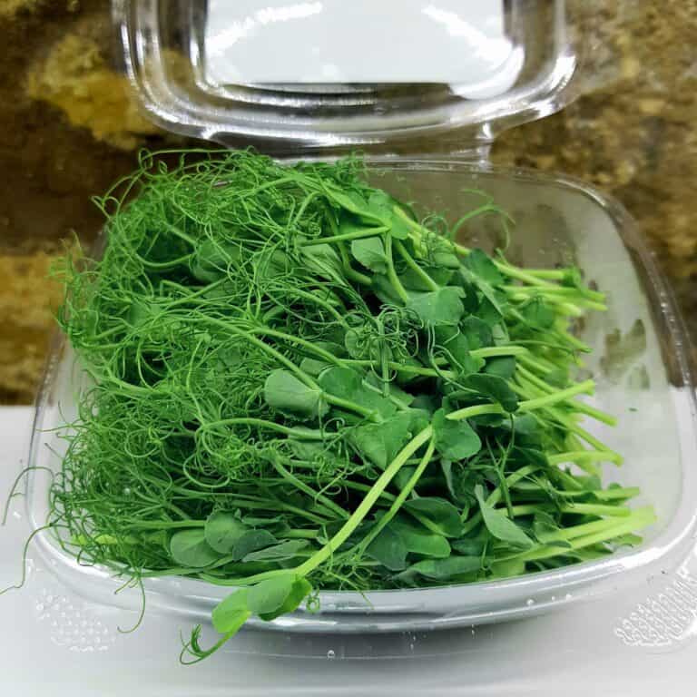 Rising Roots Microgreens - Pea Shoot pack