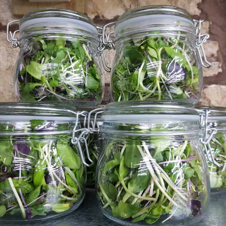Rising Roots Microgreens - Glass jars