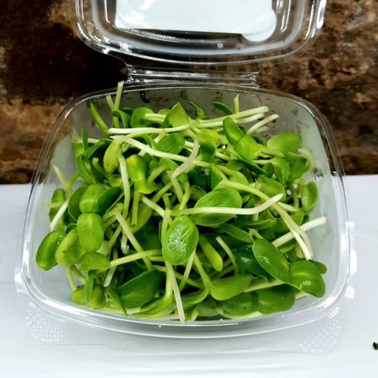 Rising Roots Microgreens - Sunflower shoots pack