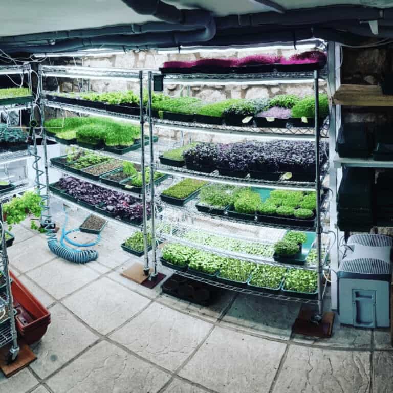Rising Roots Microgreens - growing room